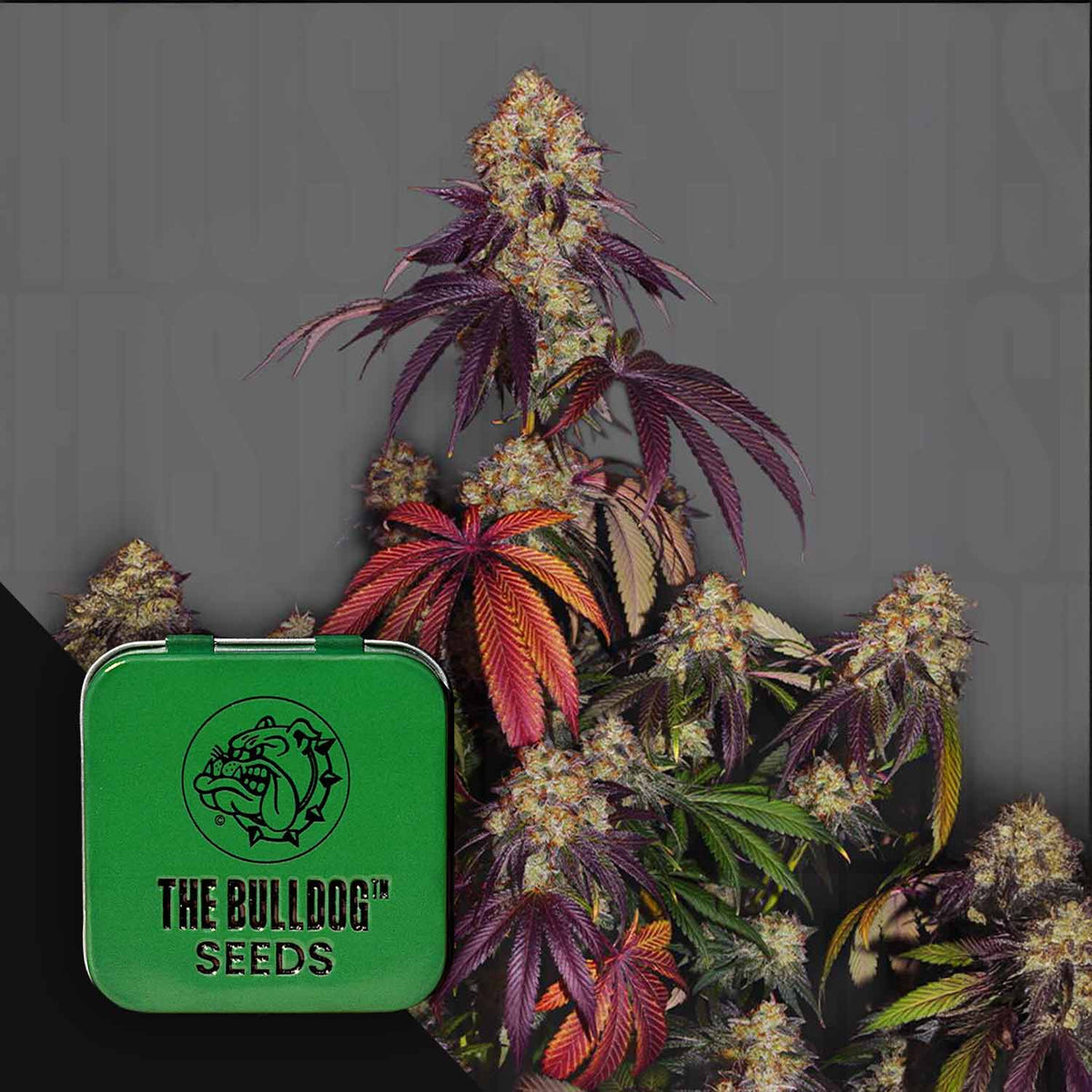 The Bulldog Seeds - The Bulldog Gelato 17