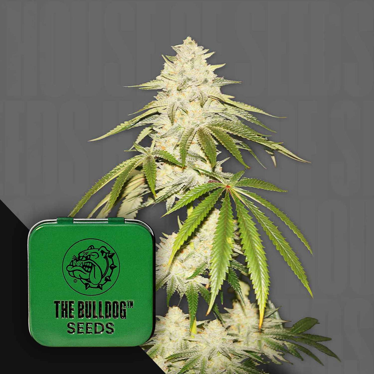 The Bulldog Seeds - Joris Pound Cake