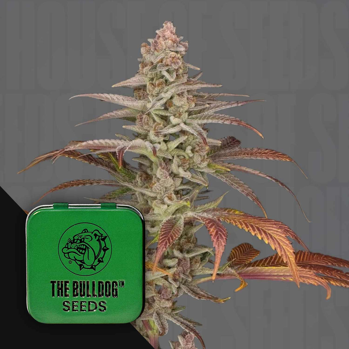 The Bulldog Seeds - Orange 90