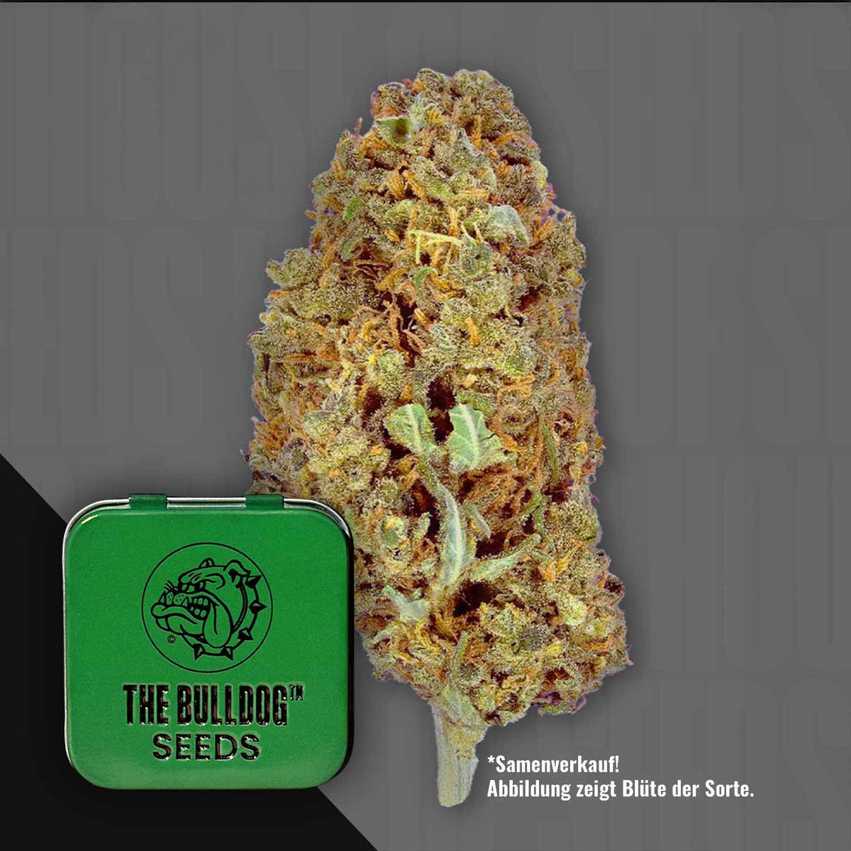 The Bulldog Seeds - TB Amnesia