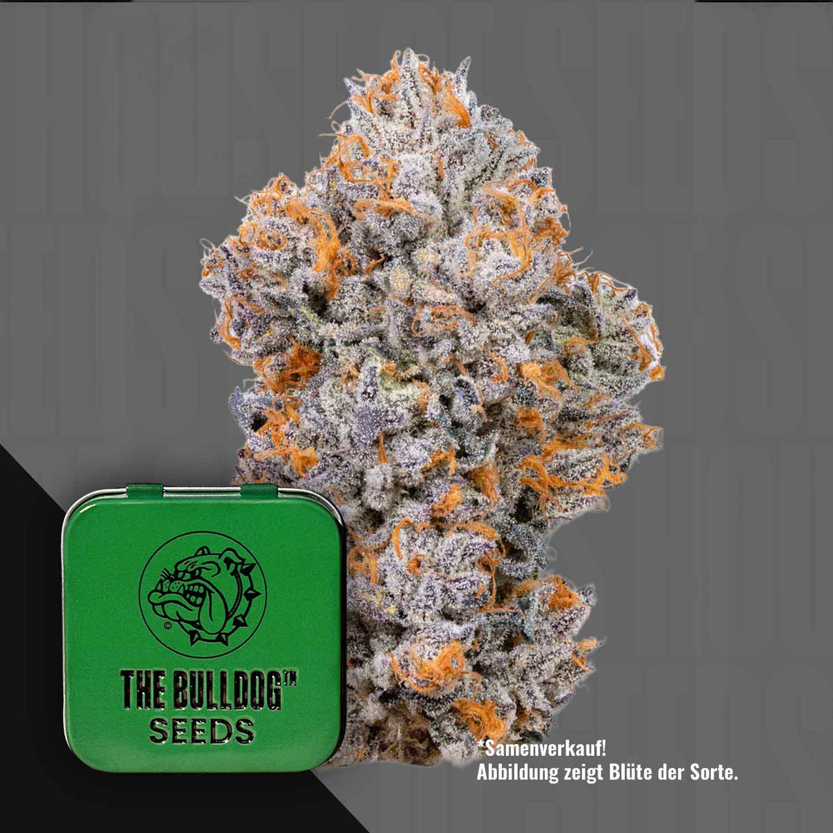 The Bulldog Seeds - TB Biscotti