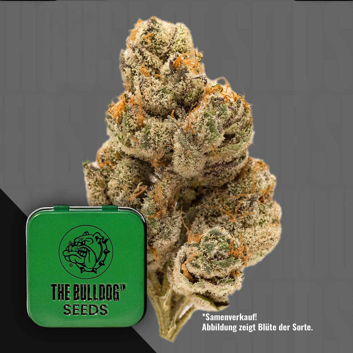 The Bulldog Seeds - TB Do-si-dos