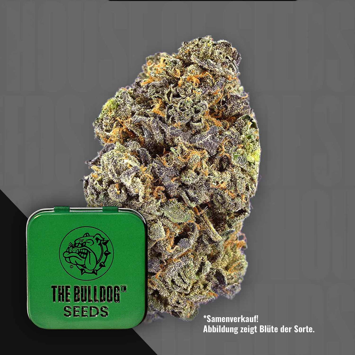 The Bulldog Seeds - TB Gelato Auto