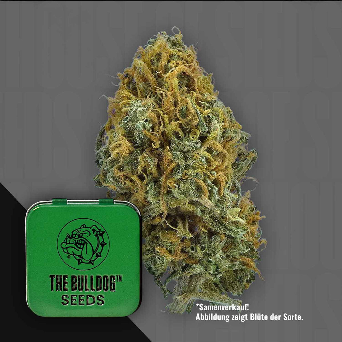 The Bulldog Seeds - TB Skittlez Auto
