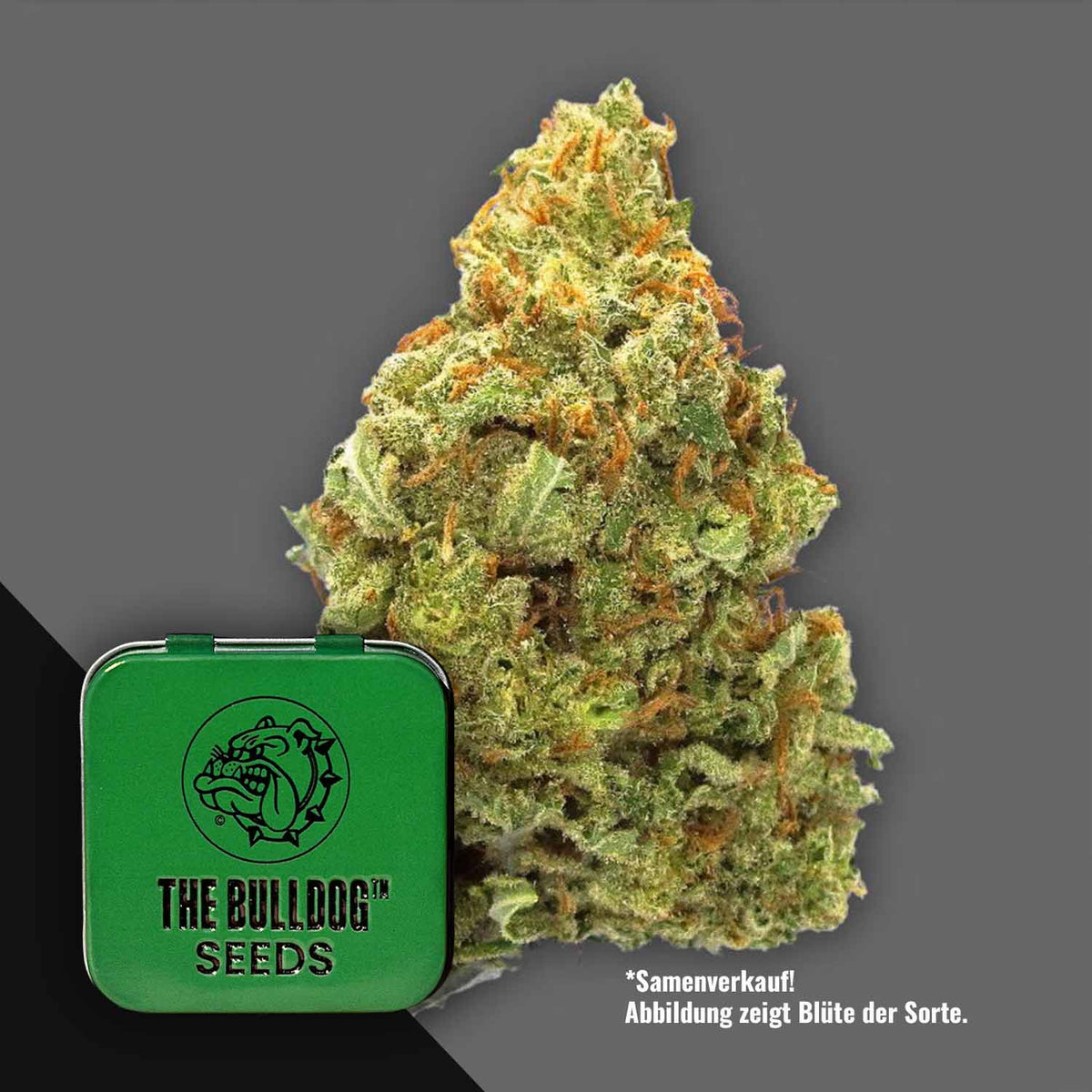 The Bulldog Seeds - TB Lemon Haze Auto