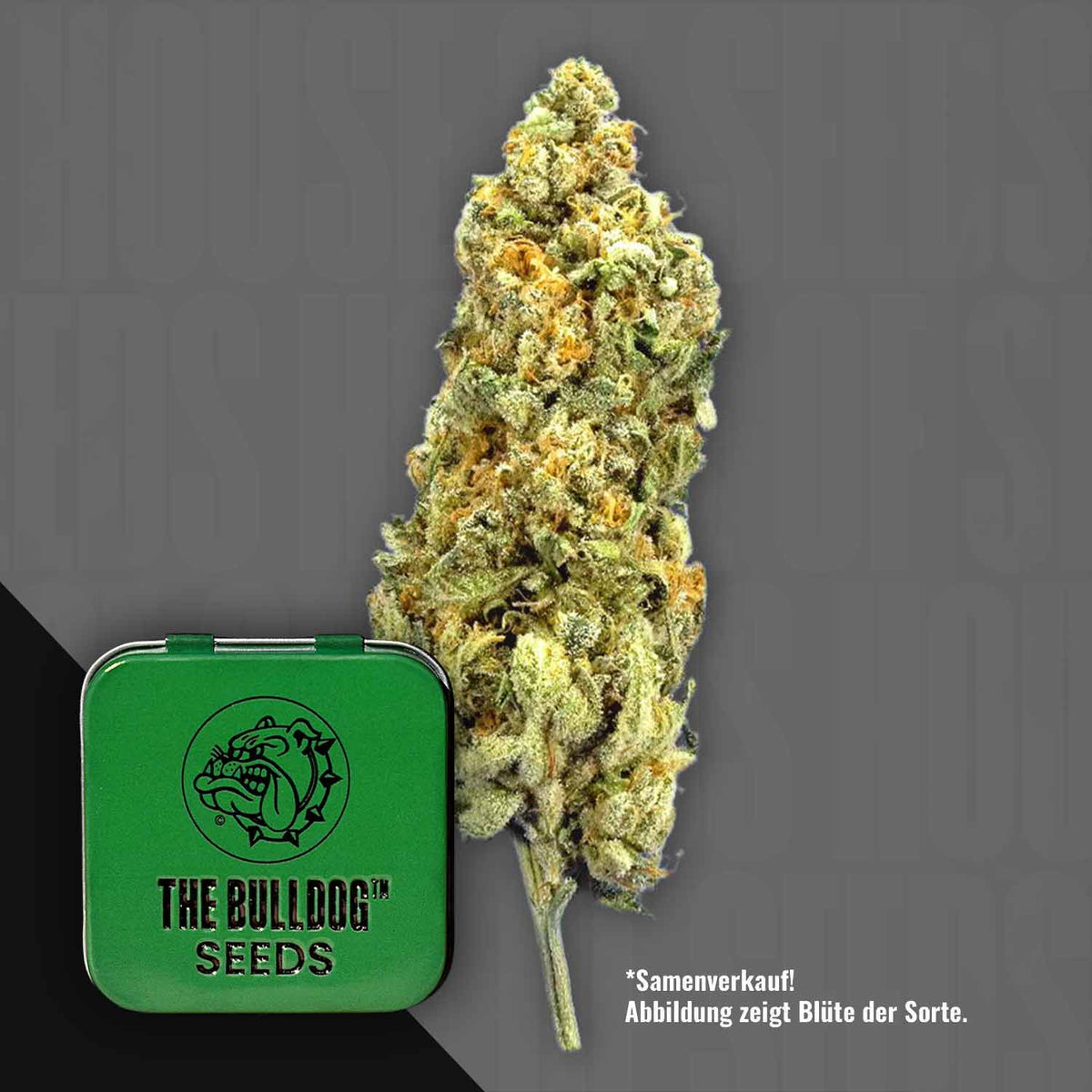 The Bulldog Seeds - TB Mimosa
