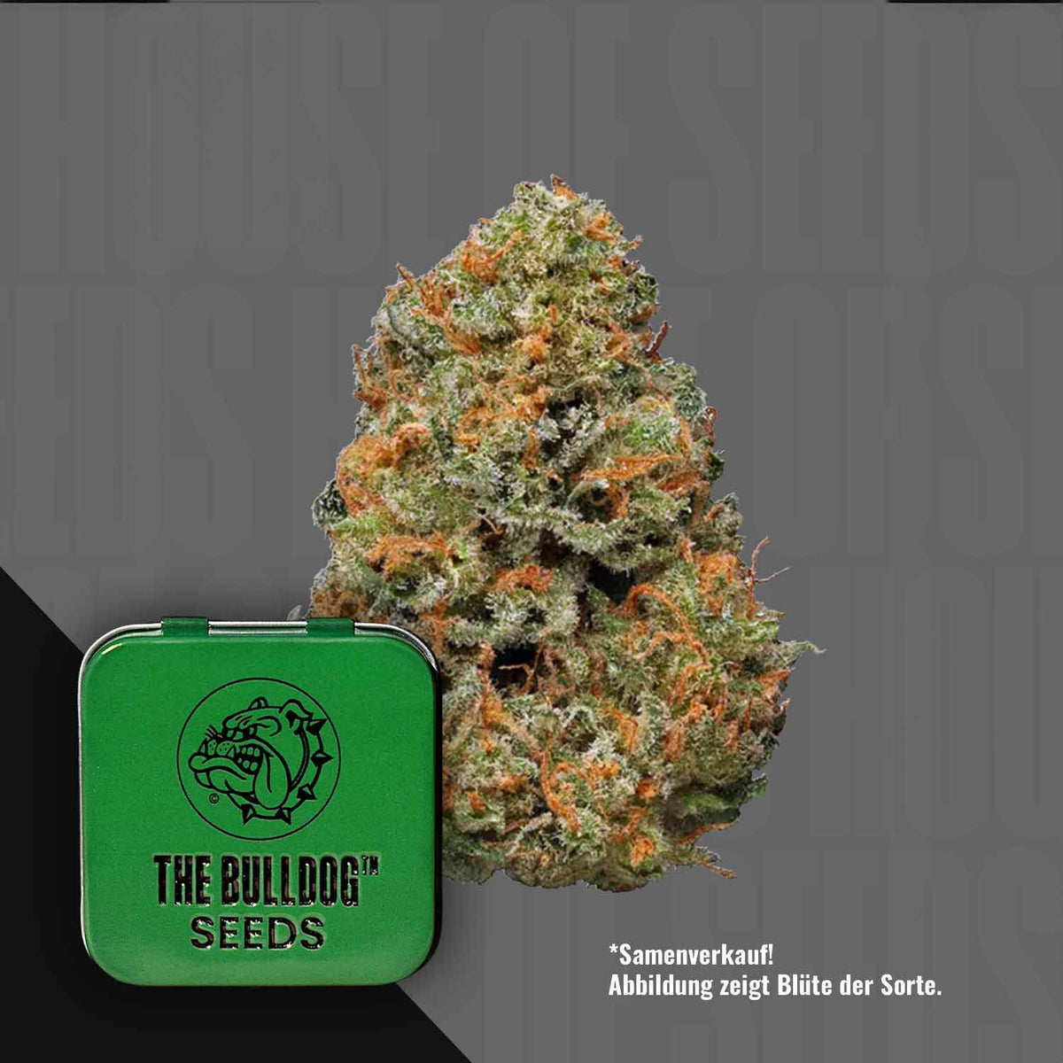 The Bulldog Seeds - TB Papaya