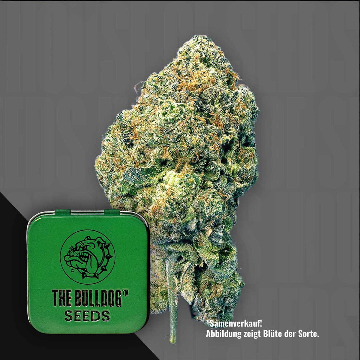 The Bulldog Seeds - TB Runtz