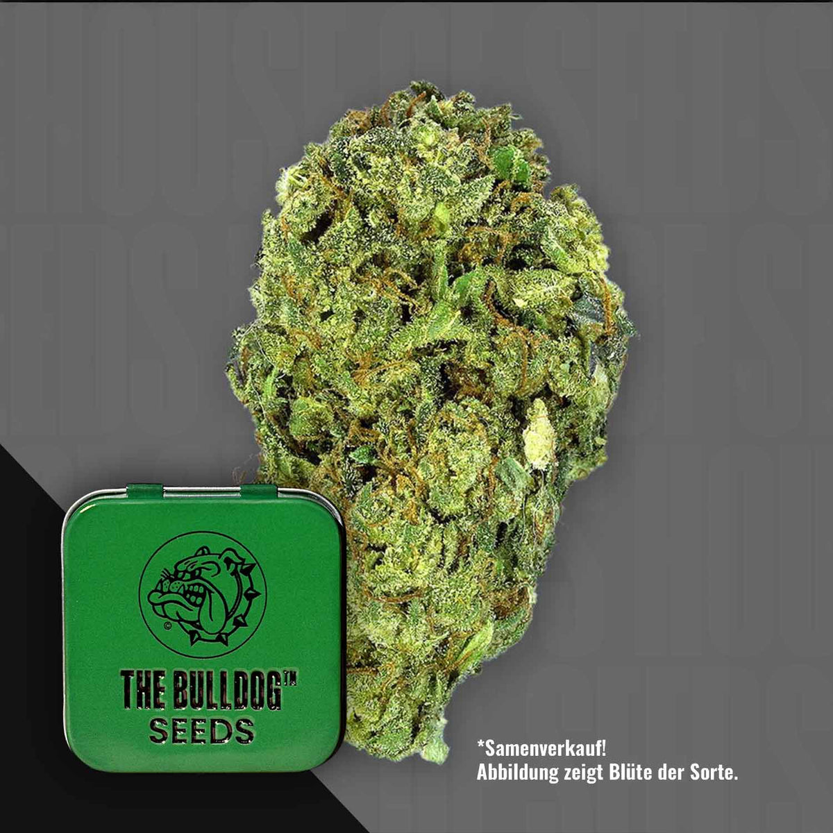 The Bulldog Seeds - TB Sour Diesel