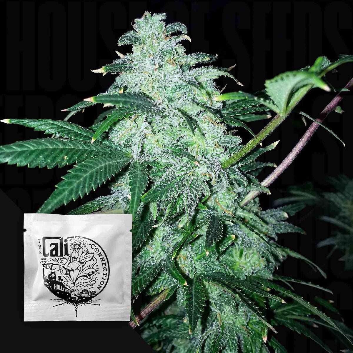 Cali Connection - 22