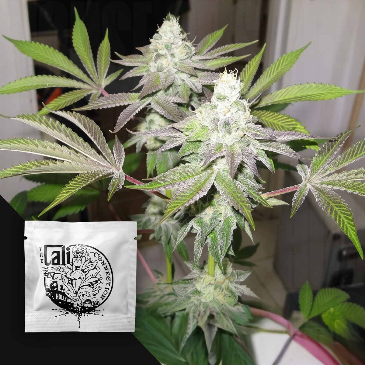 Cali Connection - 78