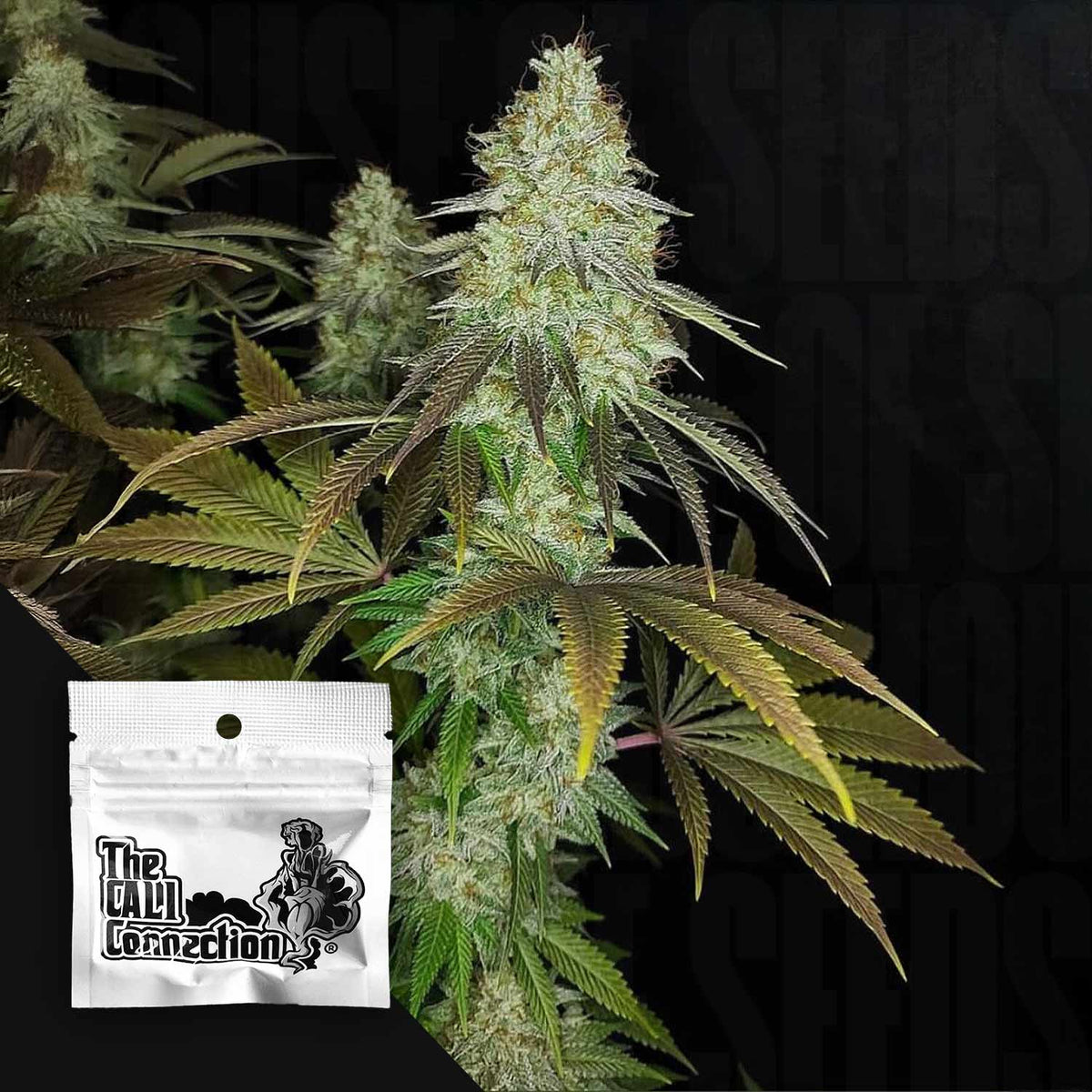 Cali Connection - 818 Headband Aka Sour OG – 6 Samen