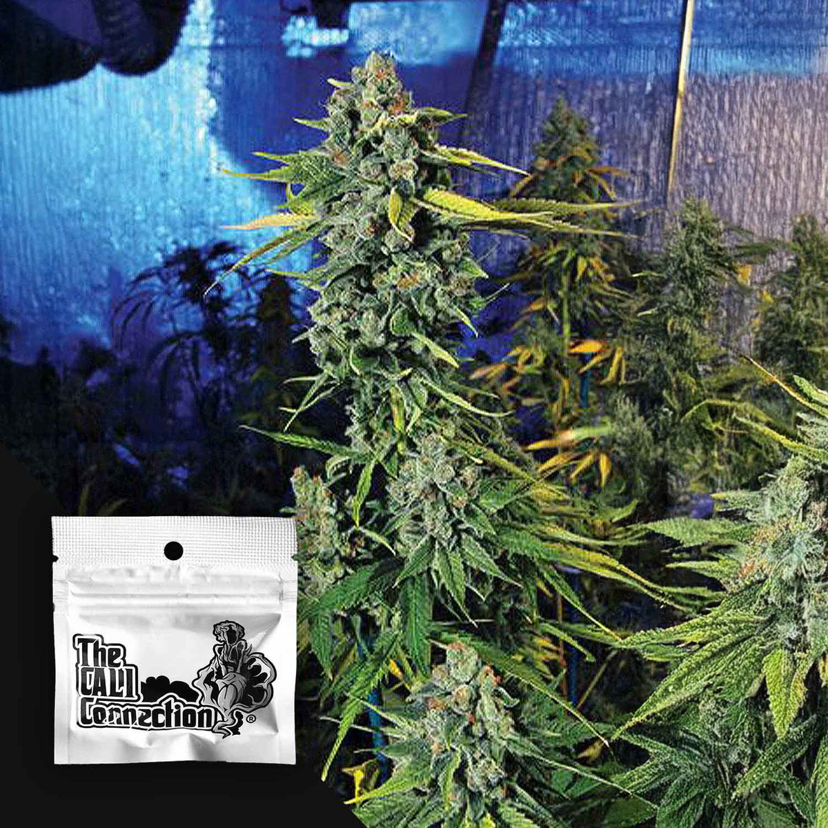 Cali Connection - Blue Dream Haze – 6 Samen