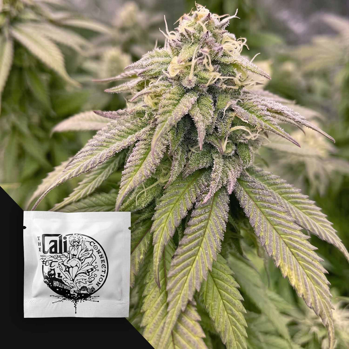 Cali Connection - Boss Hogg