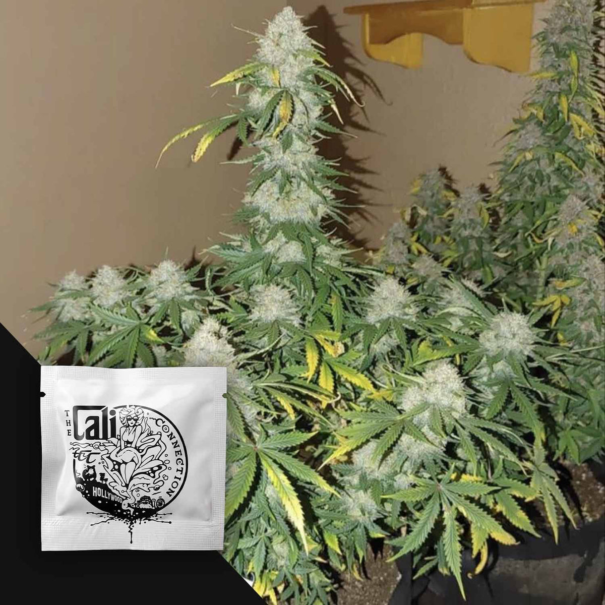 Cali Connection - Boss Hogg Autoflowering – 6 Samen