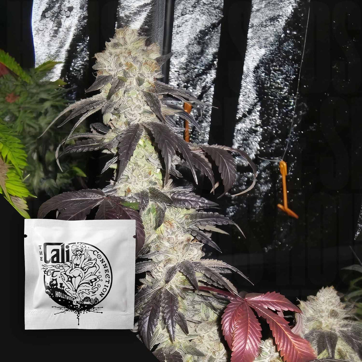 Cali Connection - Black Kush