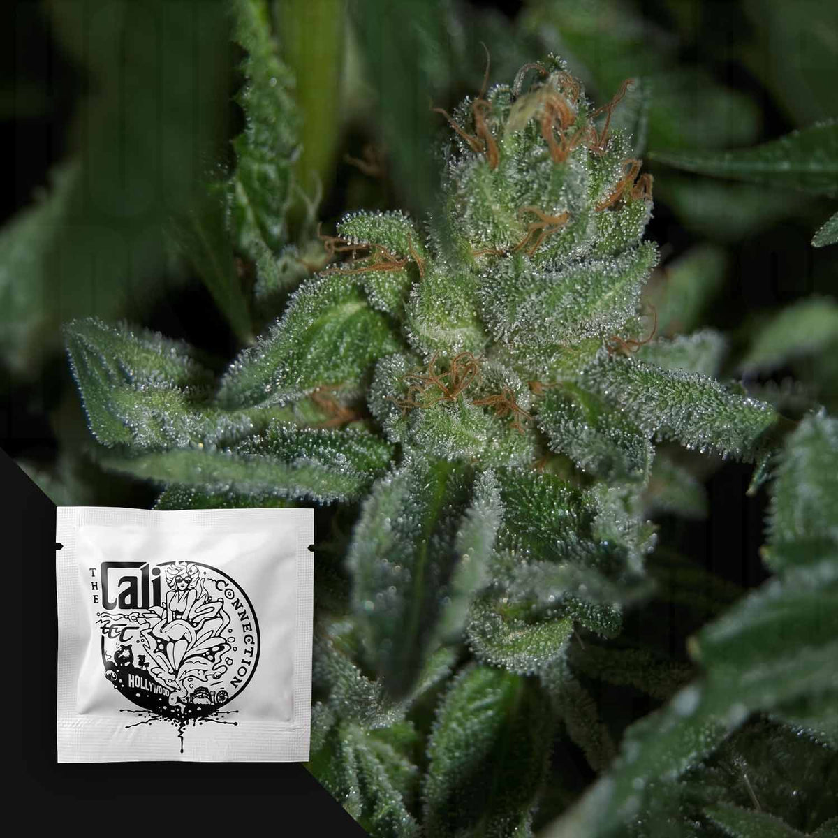 Cali Connection - Buddha Tahoe OG