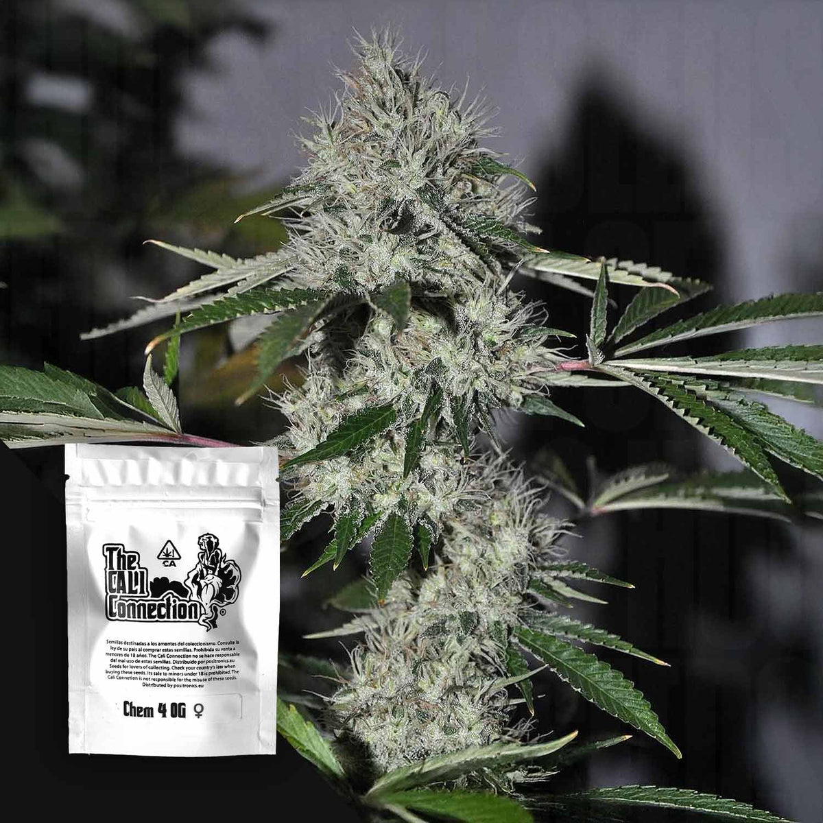 Cali Connection - Chem 4 OG – 6 Samen