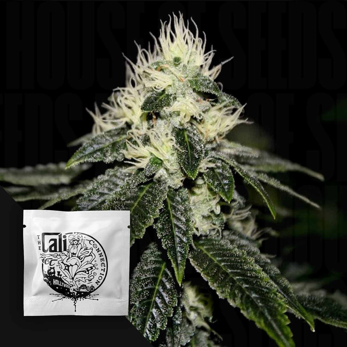 Cali Connection - Chem 91 Sk Va – 6 Samen