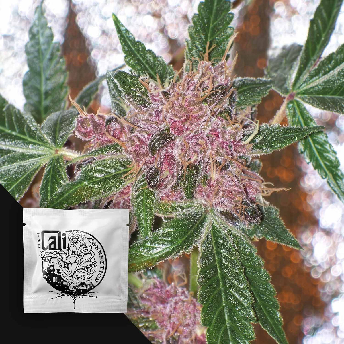 Cali Connection - Cherries Jubilee