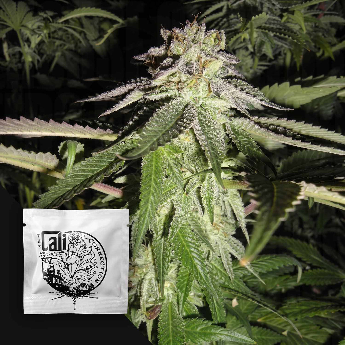 Cali Connection - Corleone Kush