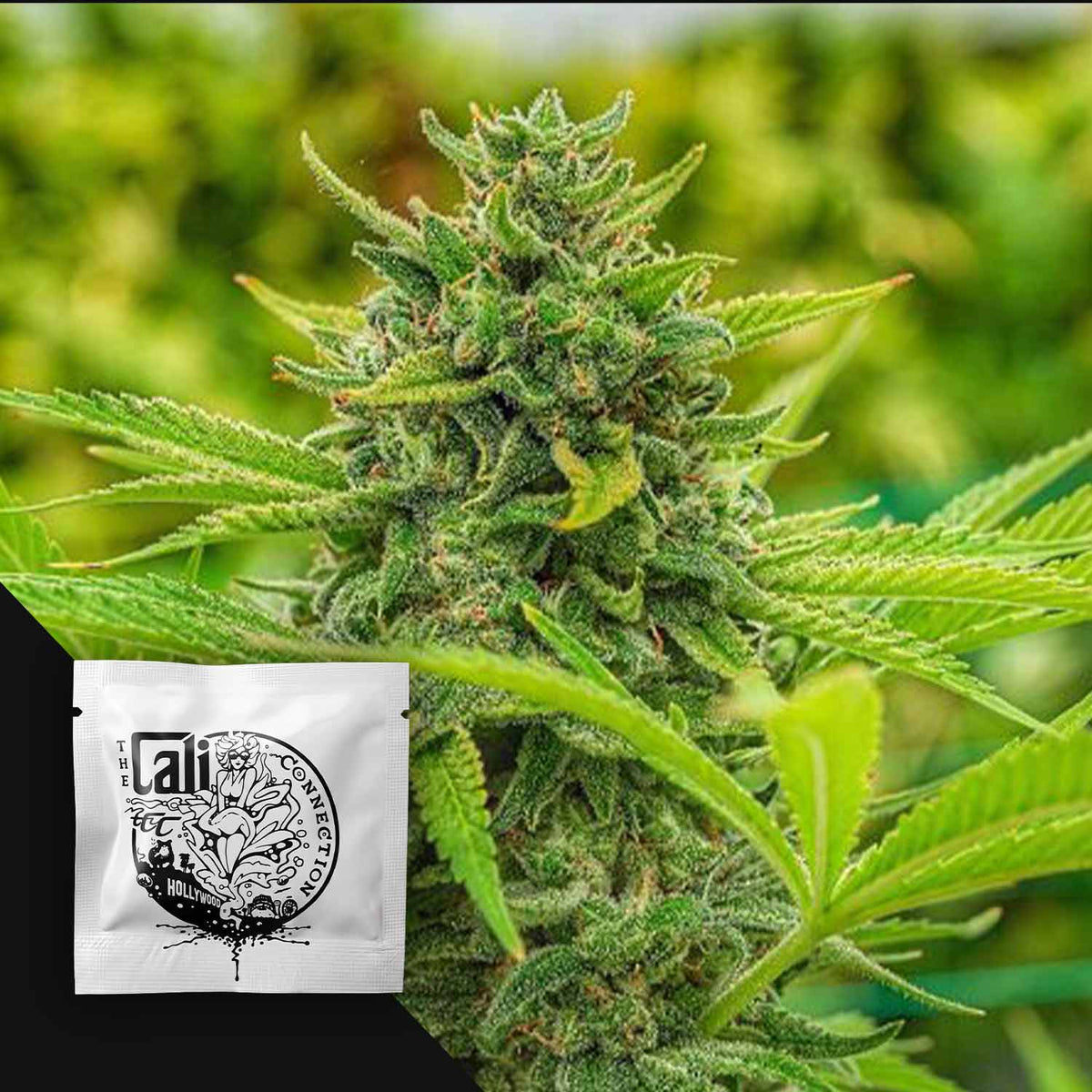 Cali Connection - Clementine Slush – 6 Samen