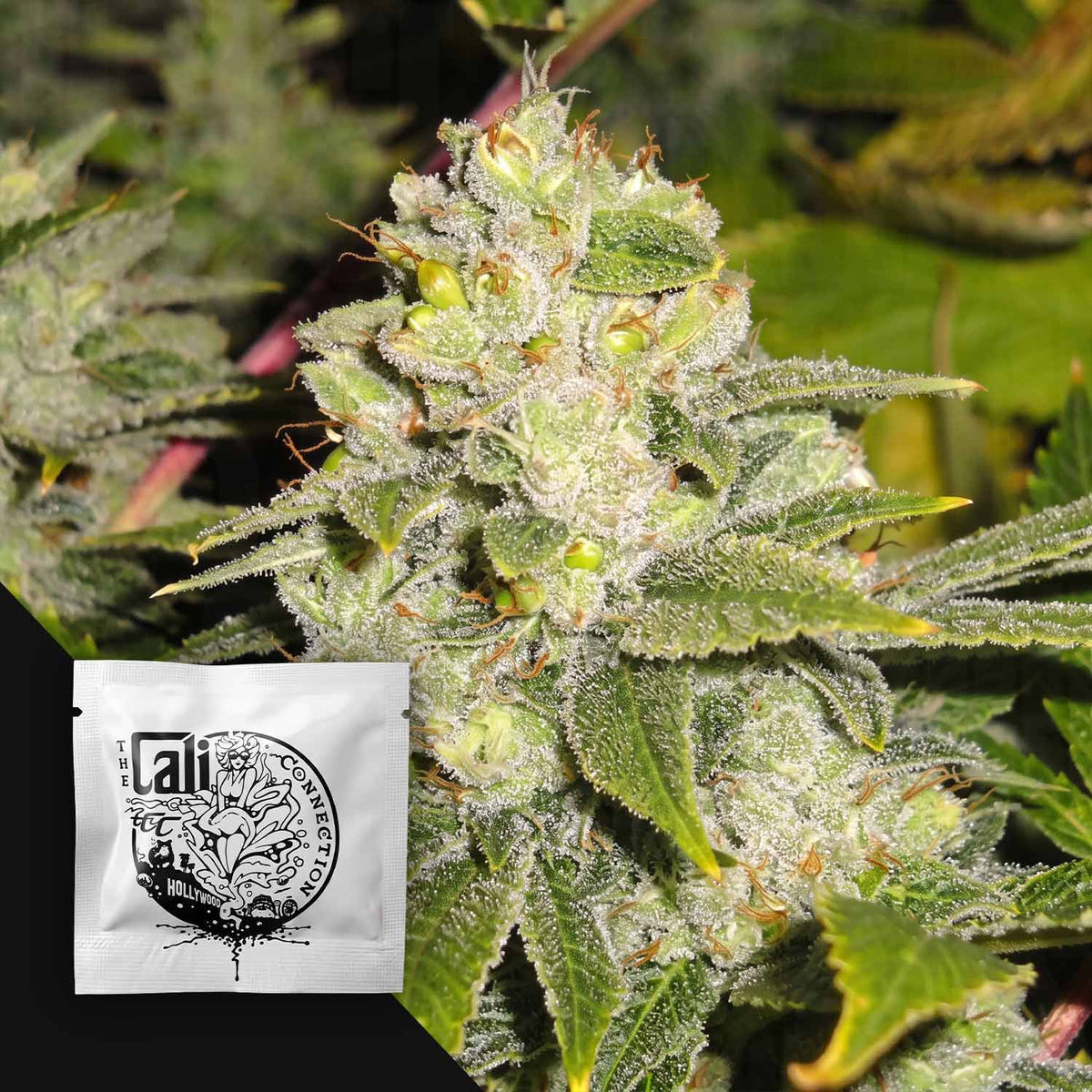 Cali Connection - Deadhead OG Auto