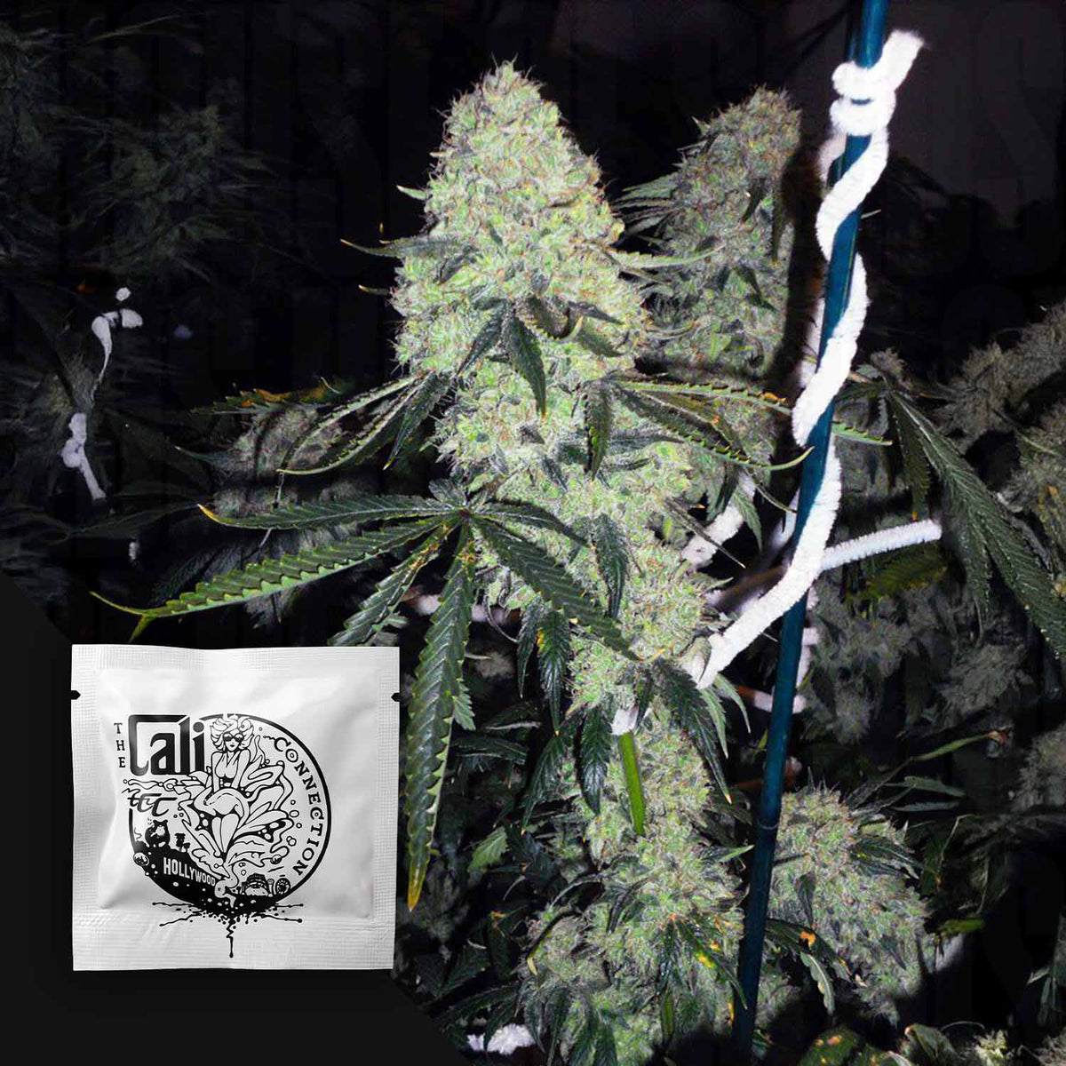 Cali Connection - Deadhead OG – 6 Samen