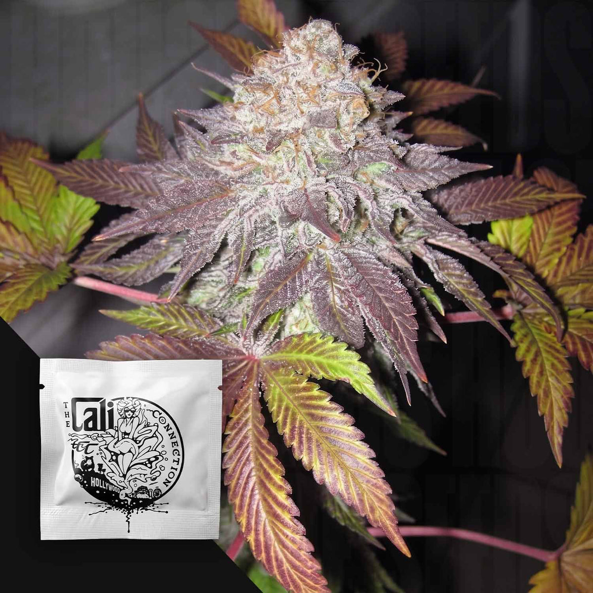 Cali Connection - Fruit Cup
