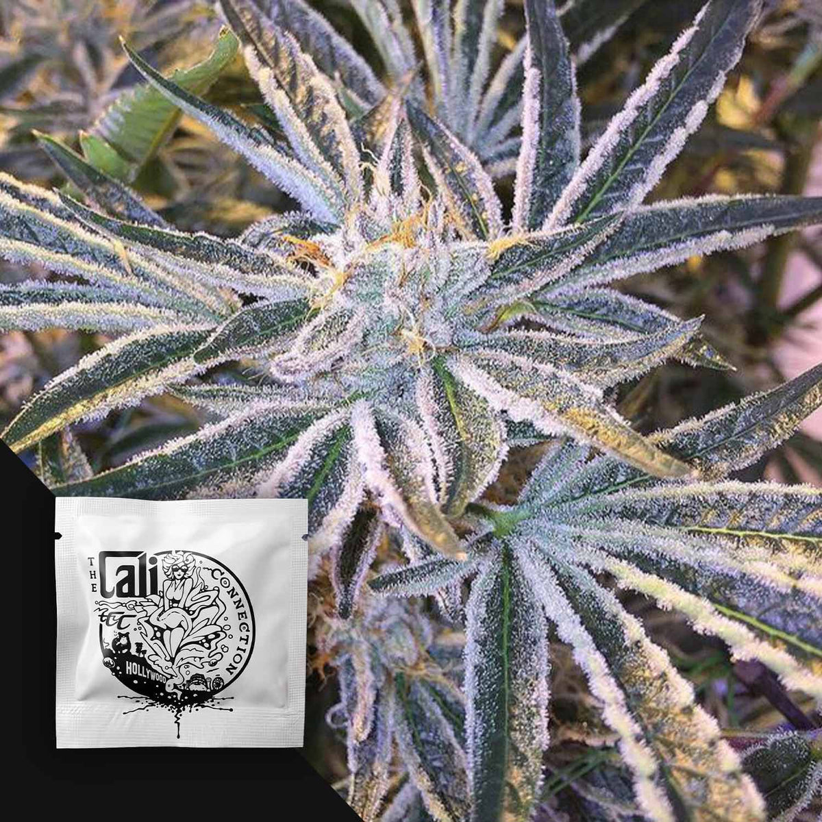Cali Connection - Fruit Tree