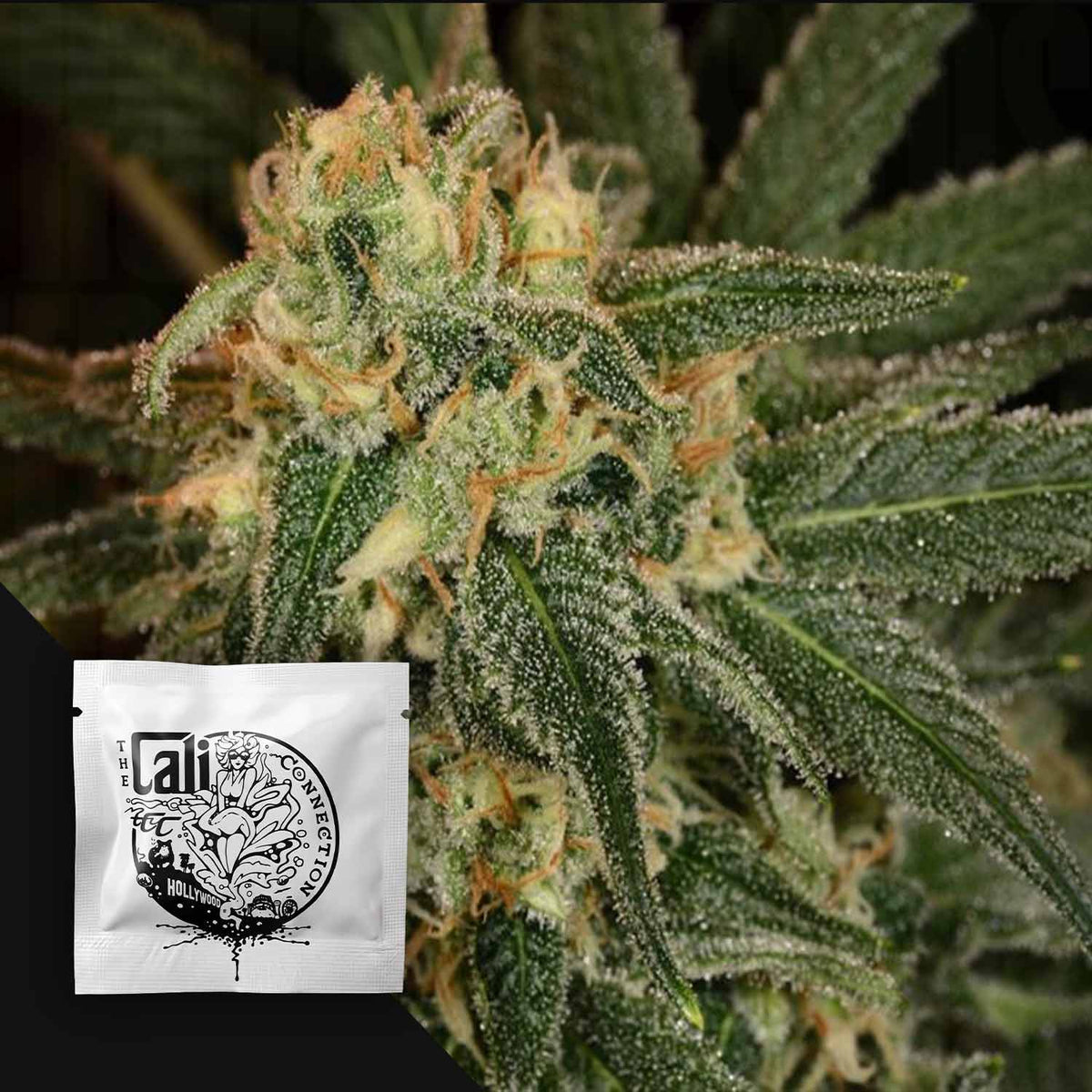 Cali Connection - Green Crack – 6 Samen