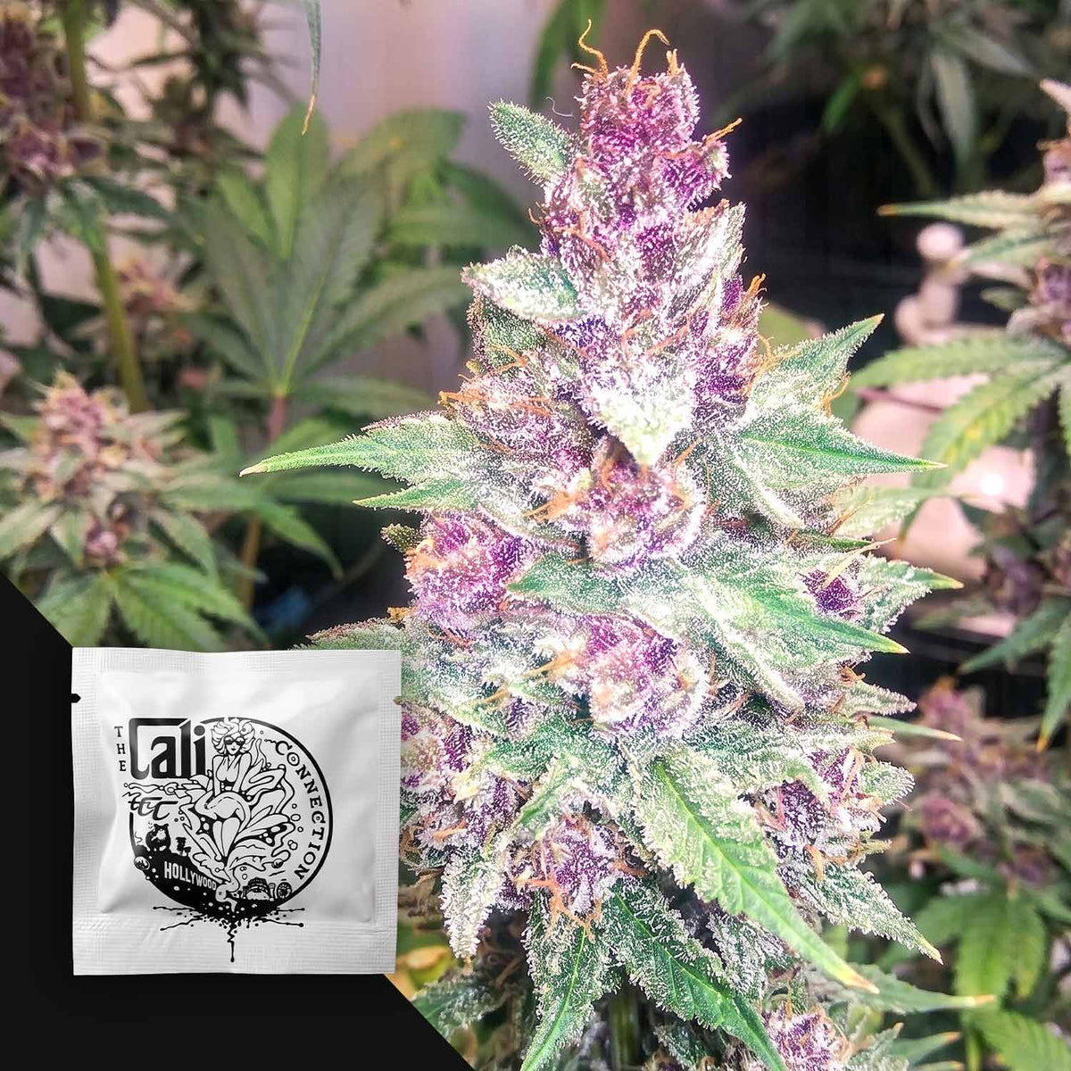 Cali Connection - Grape Kush