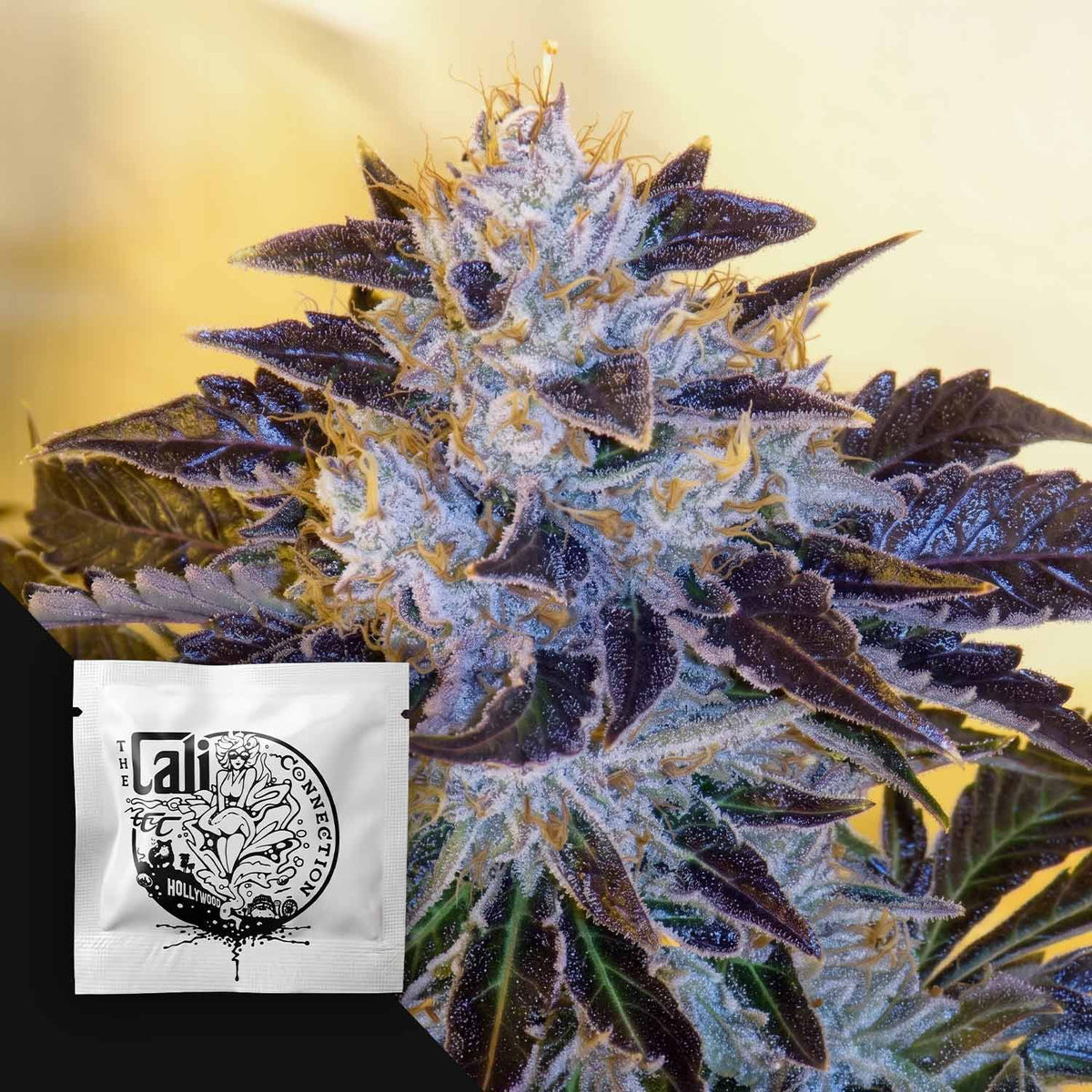 Cali Connection - Grape OG