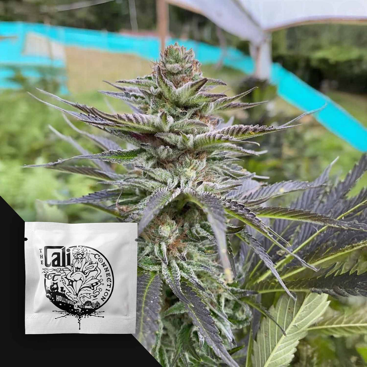 Cali Connection - Girl Scout Cookies – 6 Samen