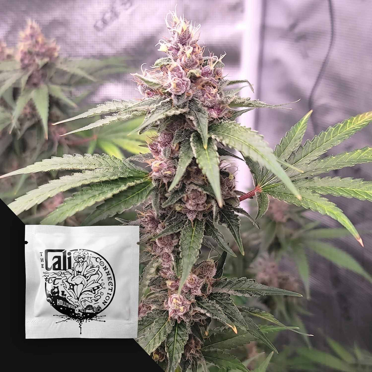 Cali Connection - Island Punch