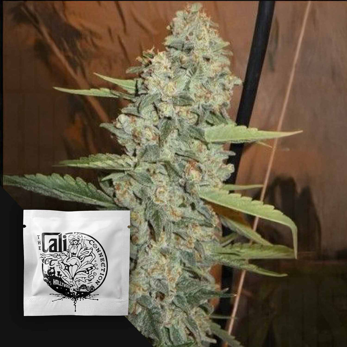 Cali Connection - Jedi Kush – 6 Samen
