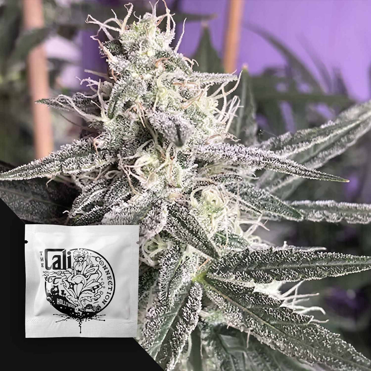Cali Connection - Jupiter OG Kush