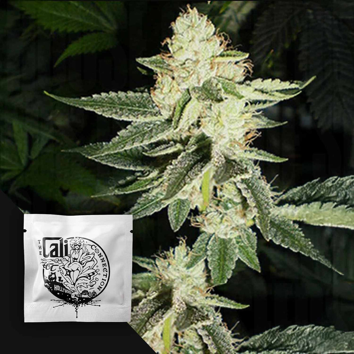 Cali Connection - Louis XIII OG – 6 Samen
