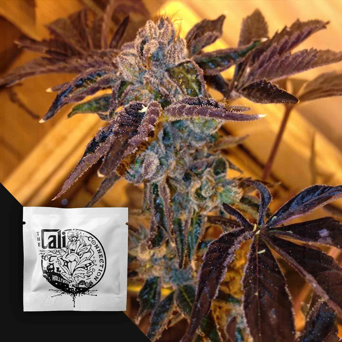 Cali Connection - LA Cookies