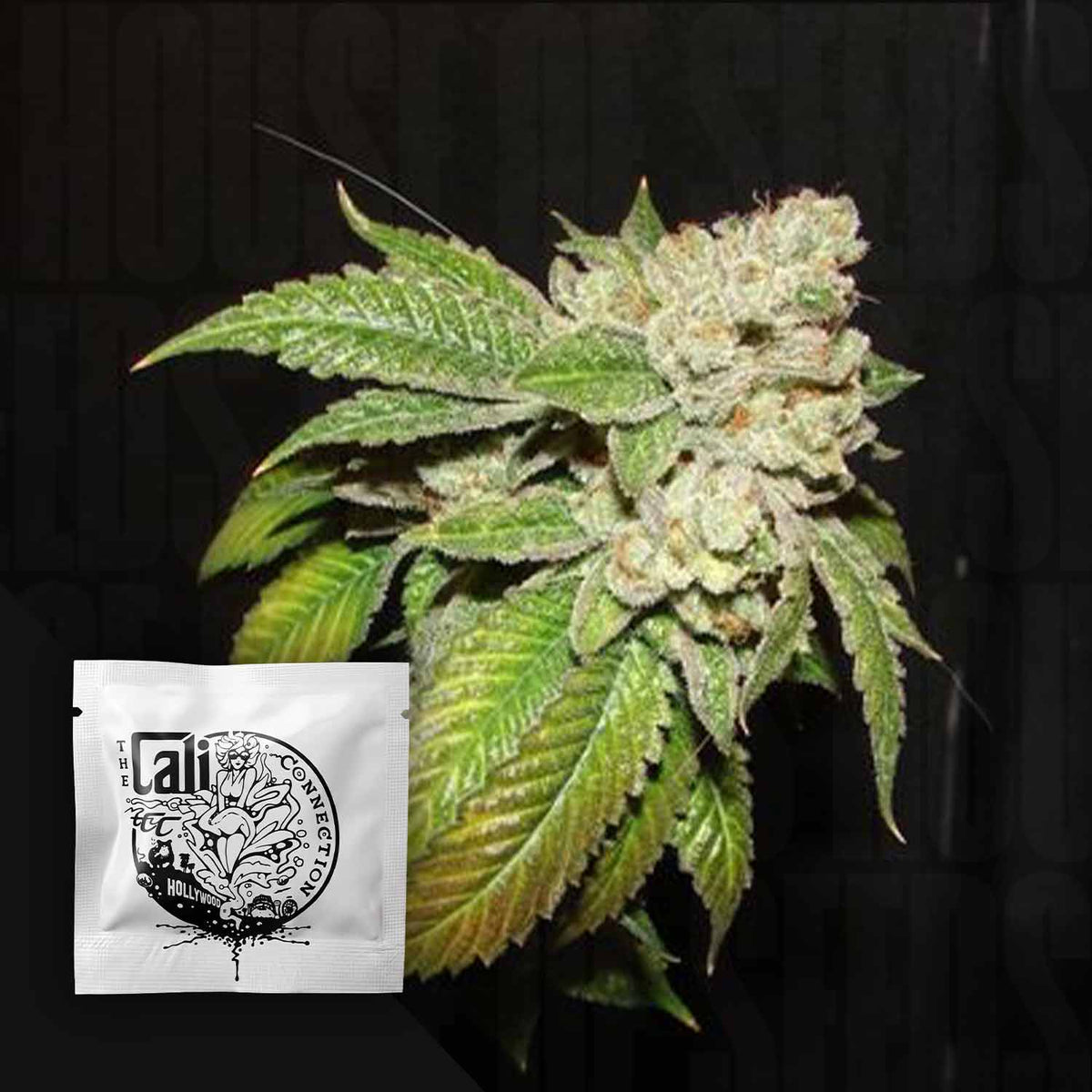 Cali Connection - Larry OG Kush – 6 Samen