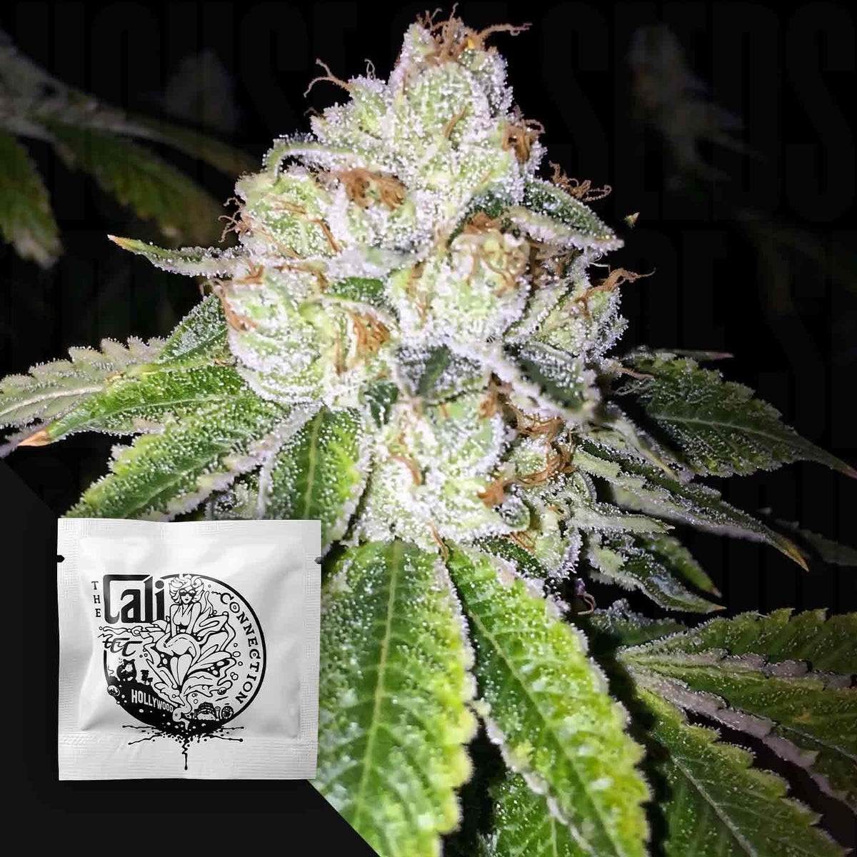 Cali Connection - Lemon Tart