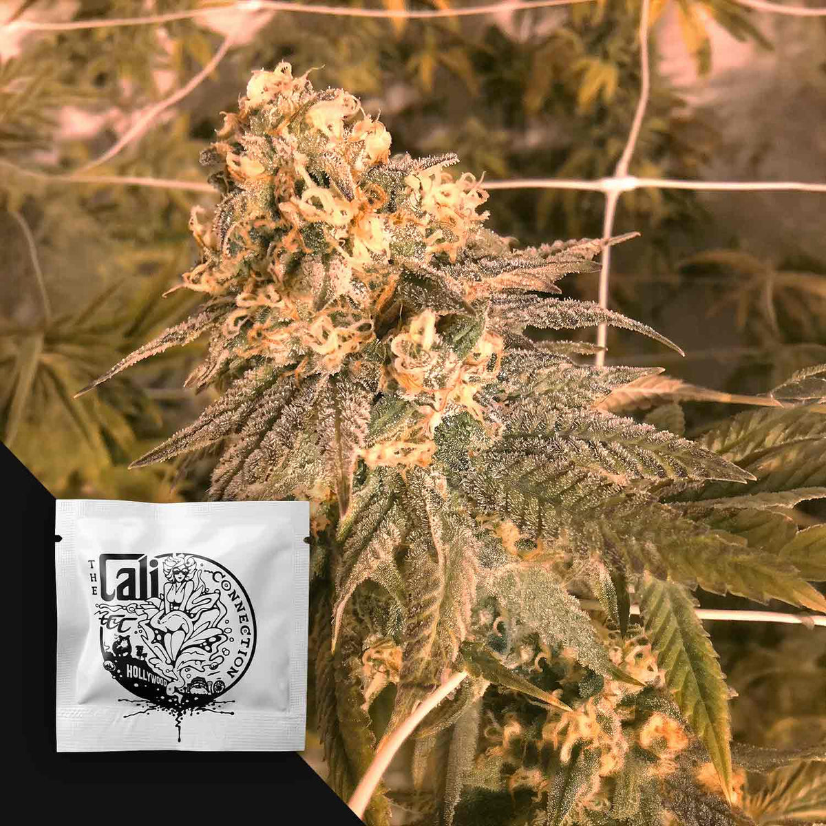 Cali Connection - Mint Milano