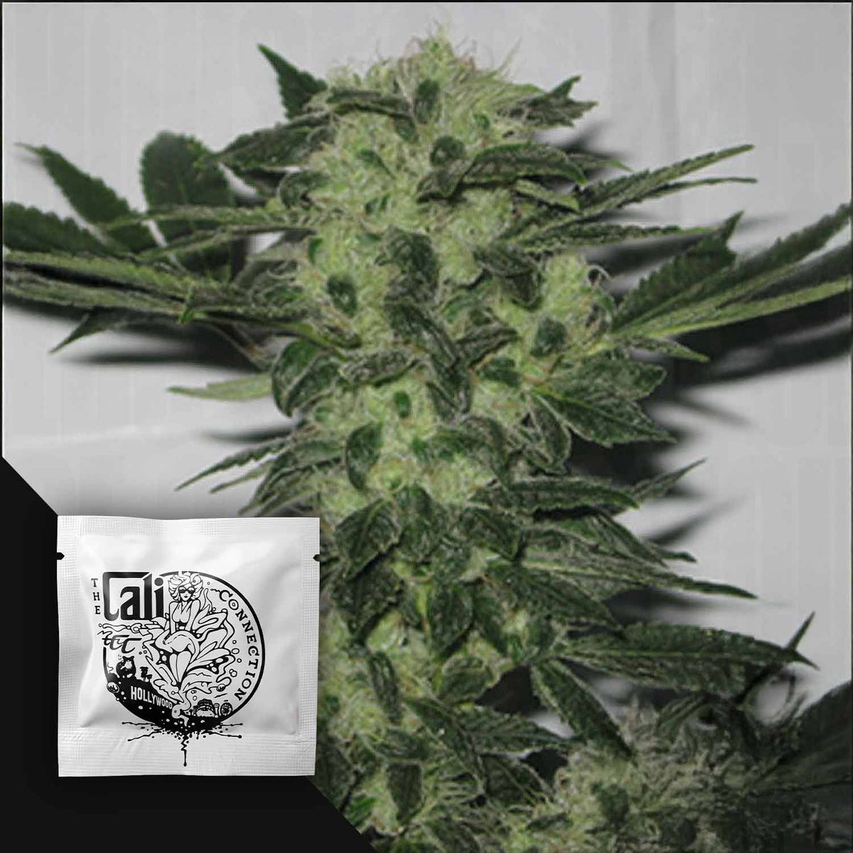 Cali Connection - Original Sour Diesel – 6 Samen