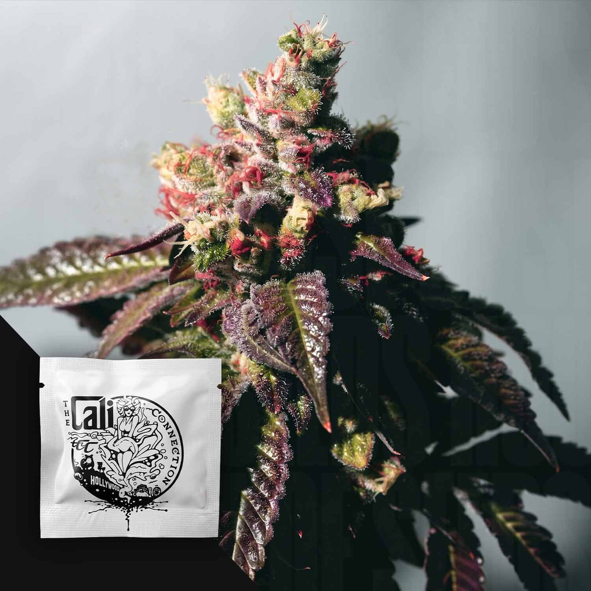 Cali Connection - Passion Berry