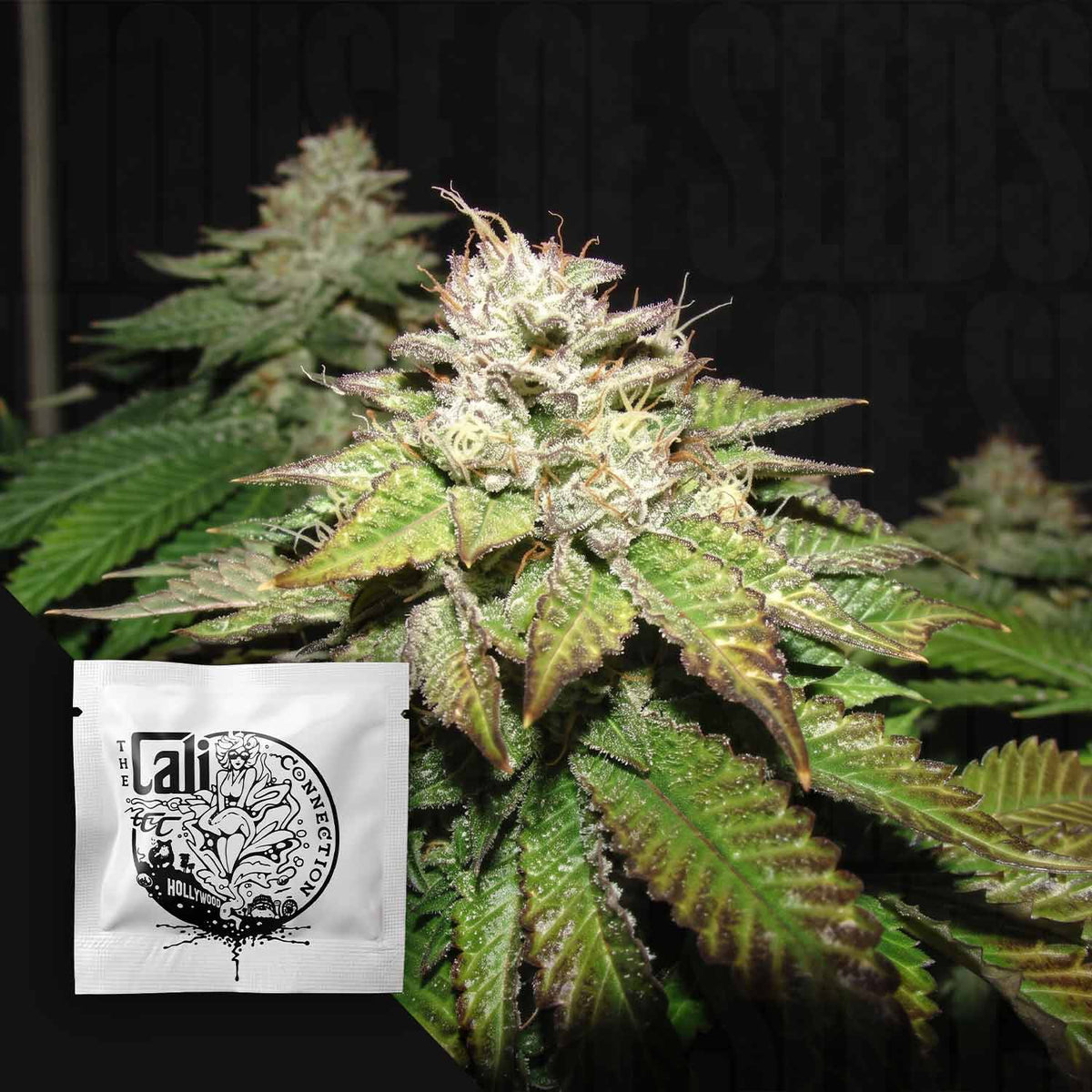 Cali Connection - Pre-98 Bubba BX2