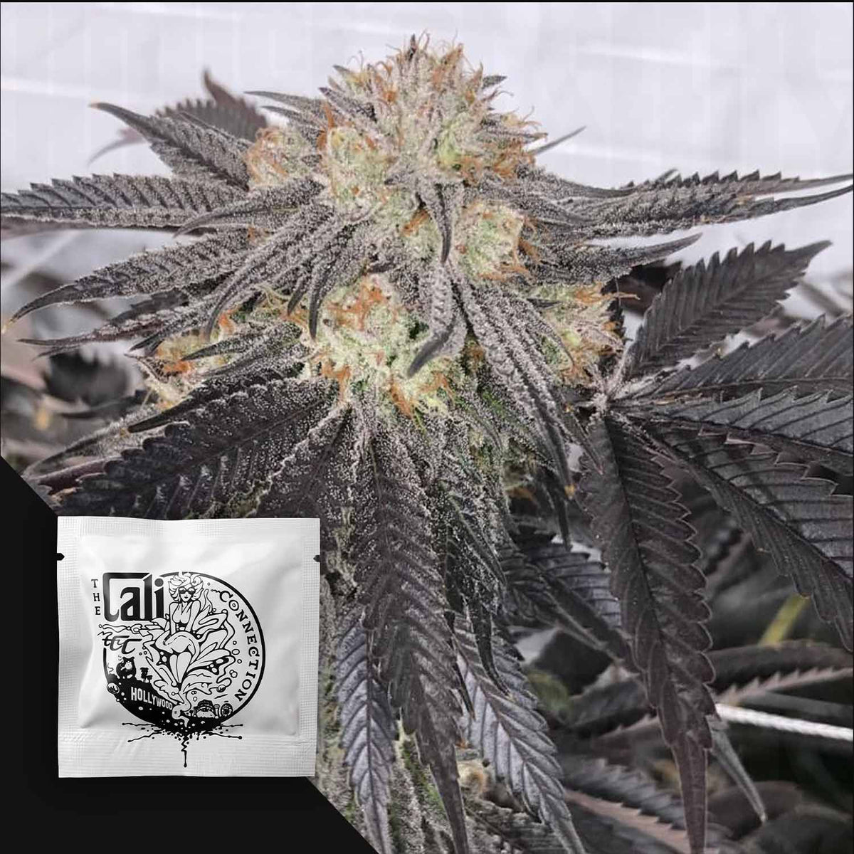 Cali Connection - Purple Chem – 6 Samen