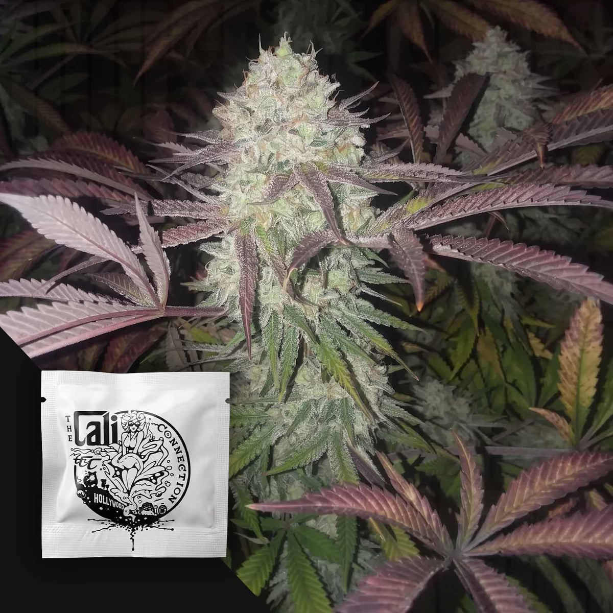 Cali Connection - Purple Crack