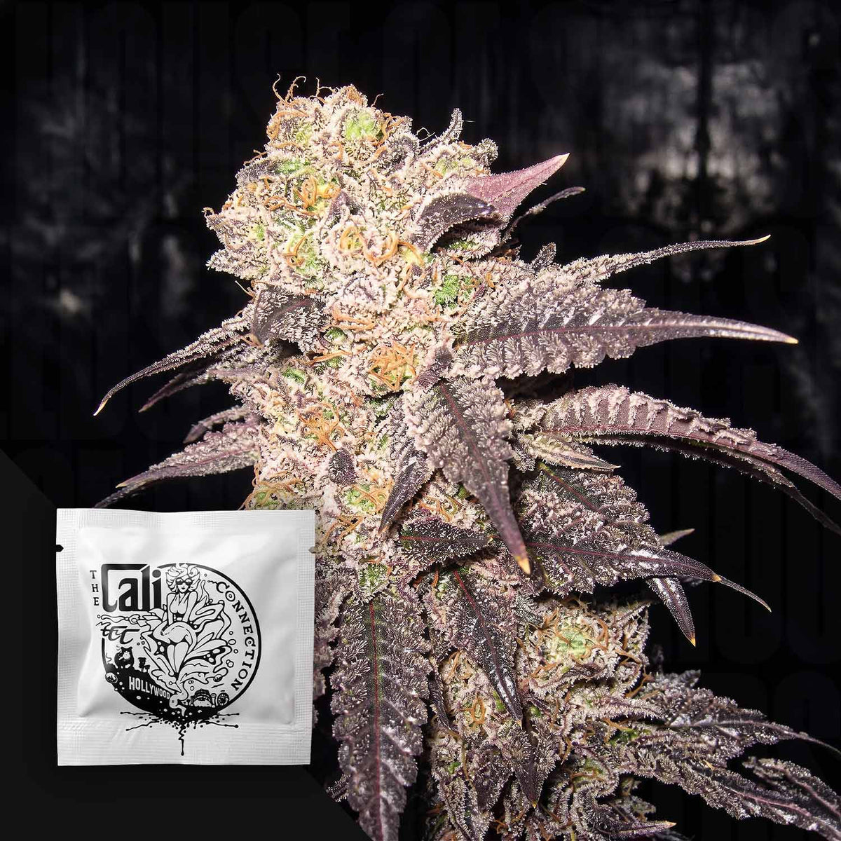 Cali Connection - Purple Diesel