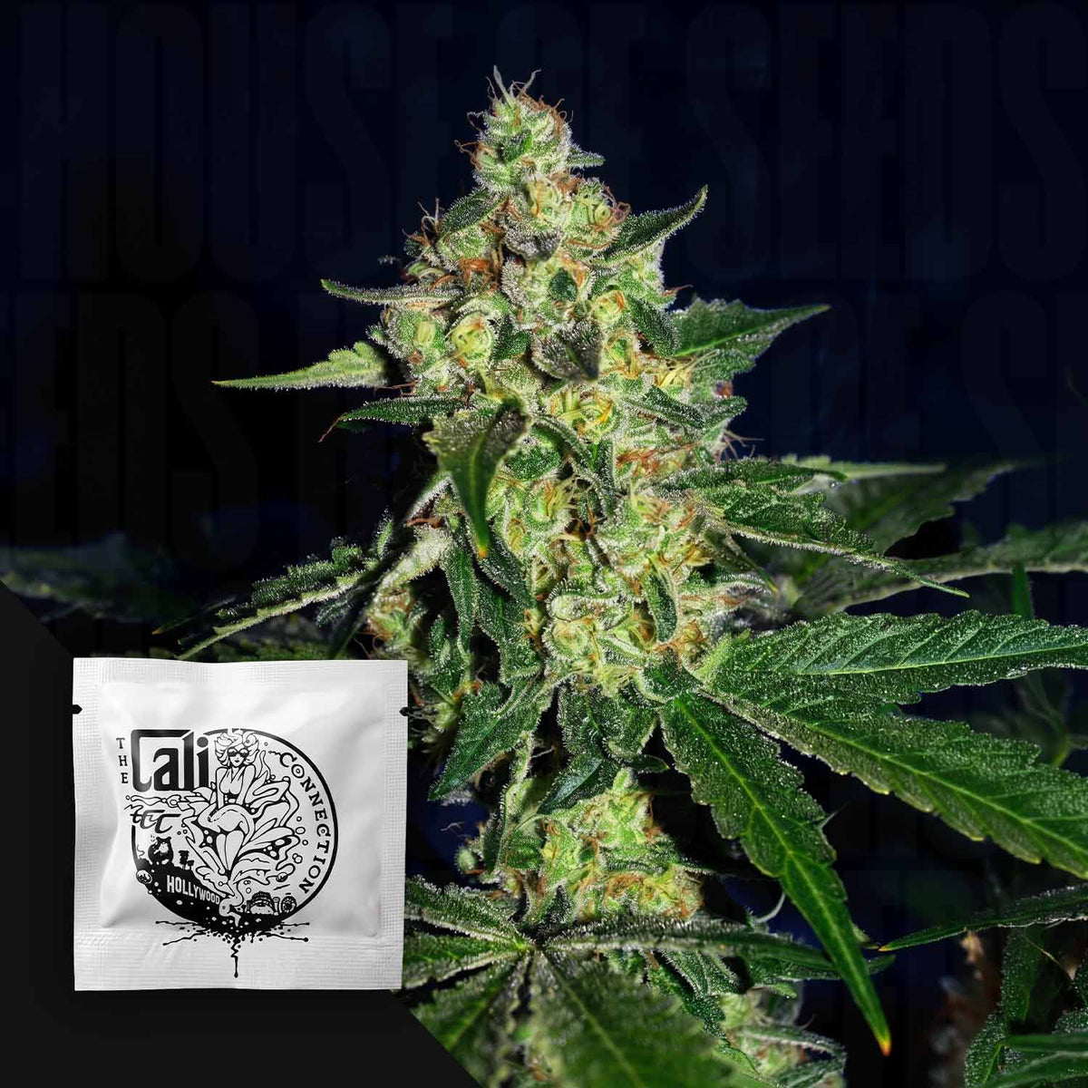 Cali Connection - SugarMill