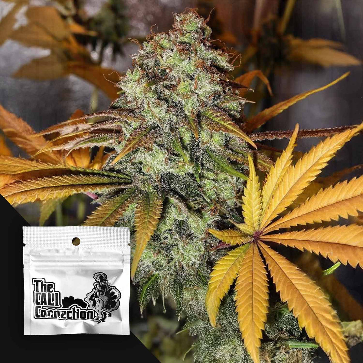 Cali Connection - Strawberry OG – 6 Samen
